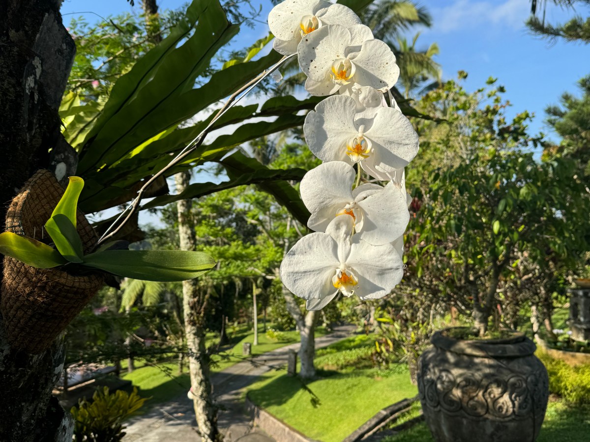 Jour de voyage : Ubud à&nbsp;Pemuteran
